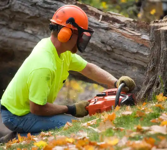 tree services Pikeville